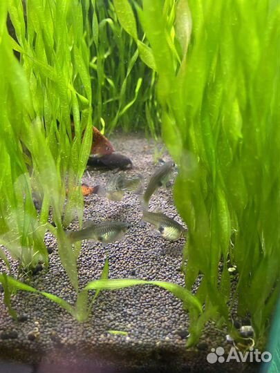 Гуппи самки