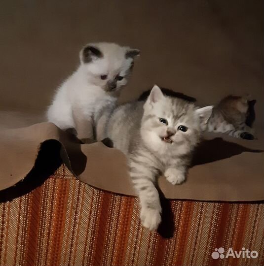 Красавчики британцы