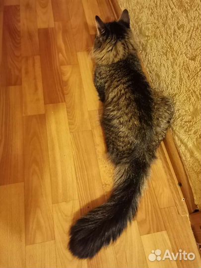 Норвежский кот вязка