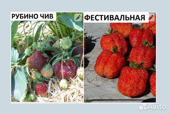Рассада клубники