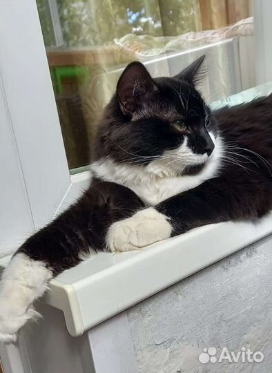 Отдам кота в добрые руки