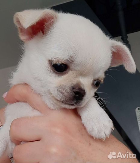 Мальчик мини