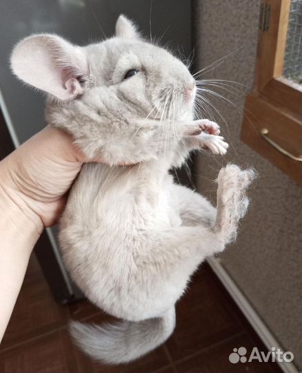 Шиншилла
