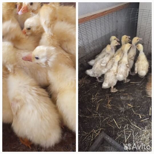 Гусята суточные