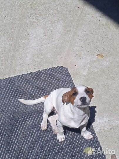 Джек Рассел терьер