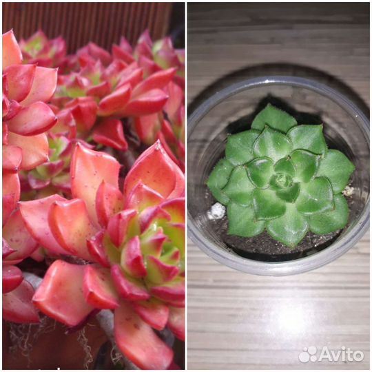 Суккуленты