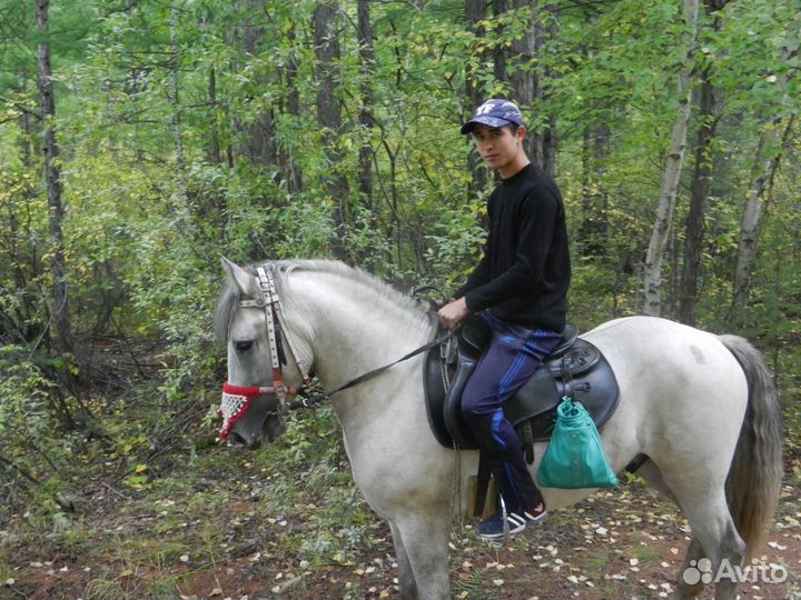 Прокат лошадей