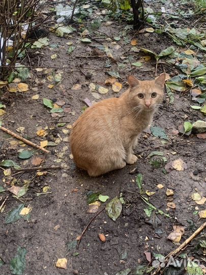 Кот