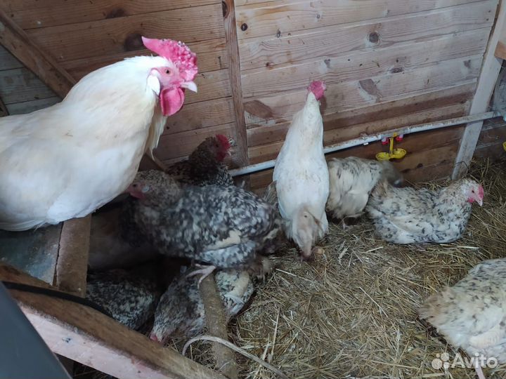 Инкубационное яйцо Пушкинской породы кур