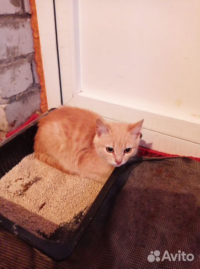 Ласковый котик 3 месяца