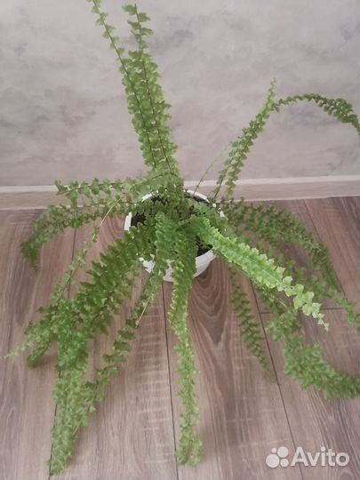 Папоротник