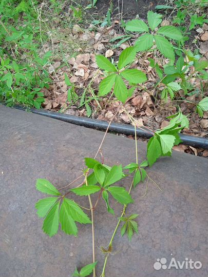 Саженцы дикого винограда, абрикоса