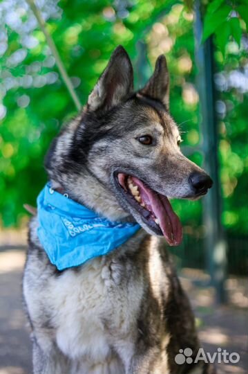 Гром воспитанный бывшедомашний пес