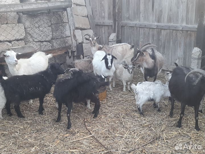 Домашние козы и козлята, продажа