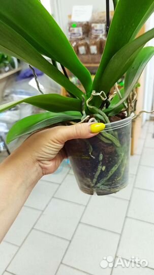 Орхидея фаленопсис