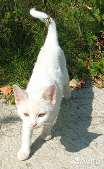 Котятки в добрые ручки