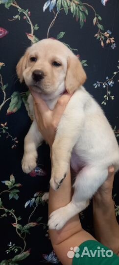 Лабрадор щенок