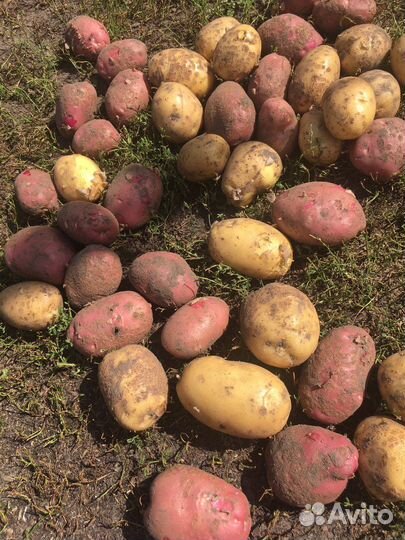 Картофель свежий урожай