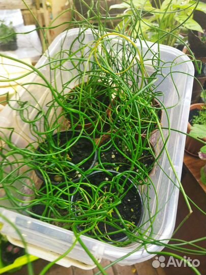 Джункус спиралис