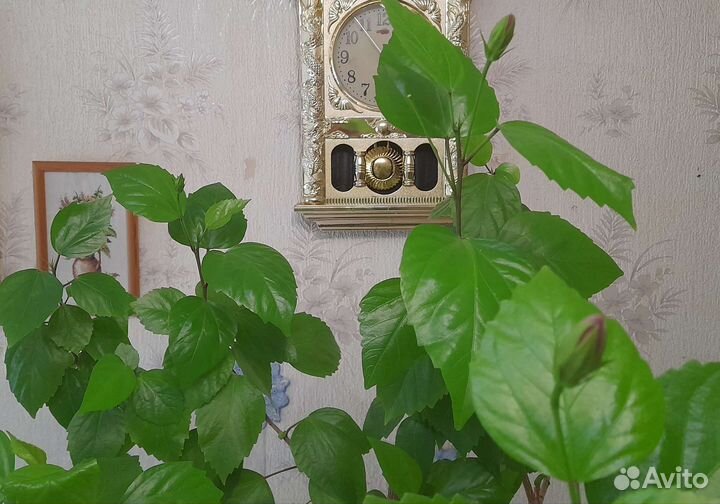 Гибискус