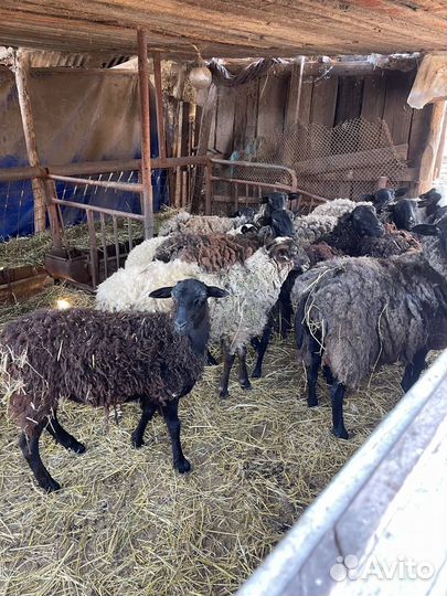 Продам мясо баранина