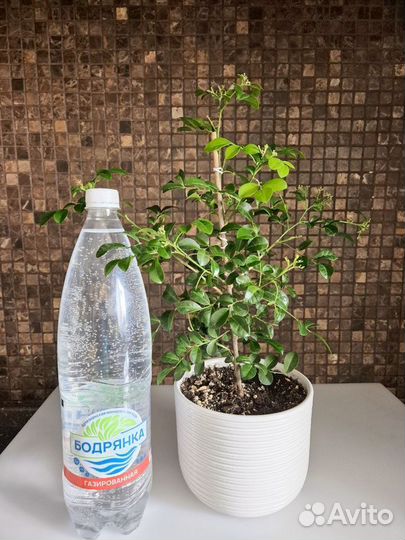 Мурайя(Муррайя Мин-а-мин взрослая)