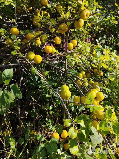 Айва японская