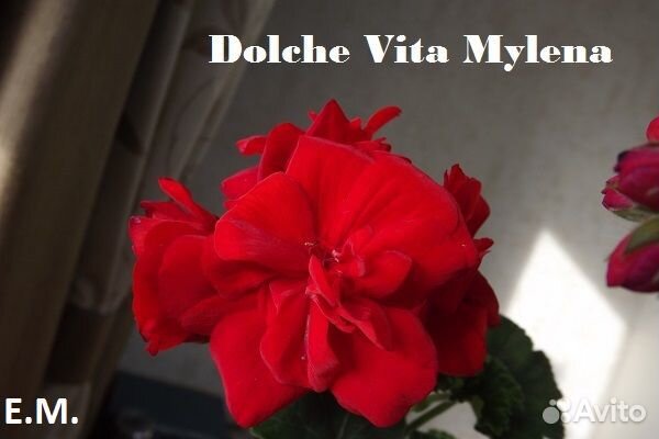 Пеларгония (герань)