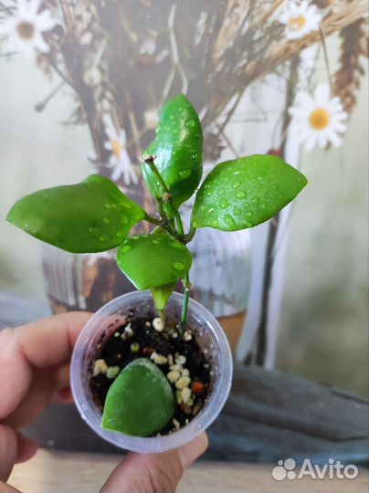 Хойя много сортов