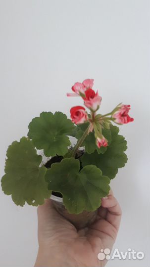 Пеларгония герань