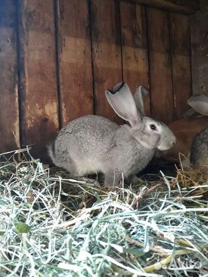 Кролики виликаны