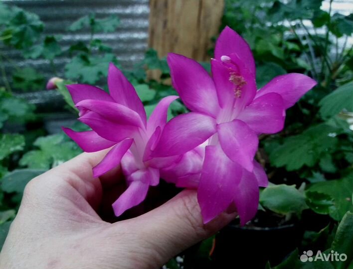 Декабрист шлюмбергера, рипс