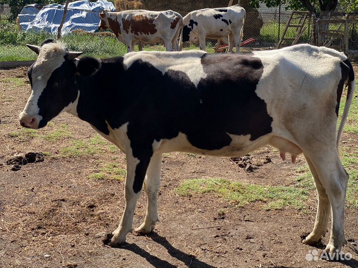 Телята бычки сементалы