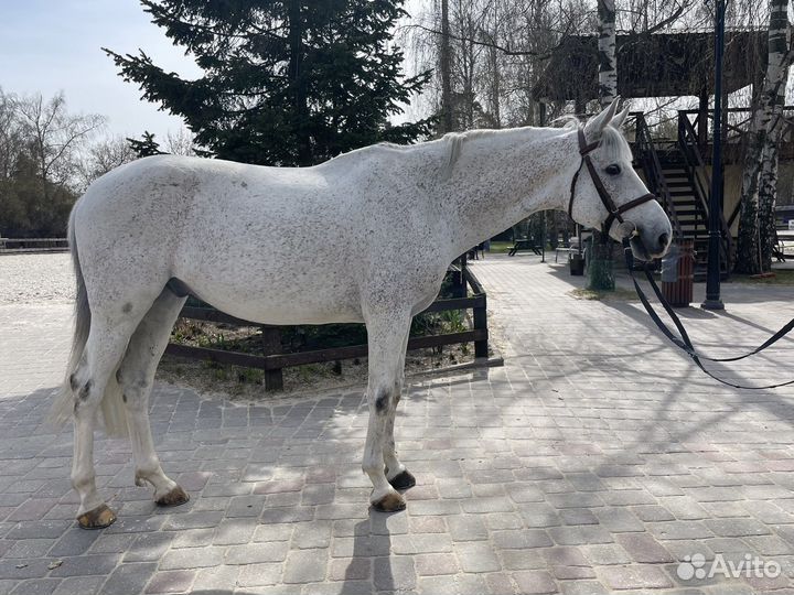 Продается лошадь