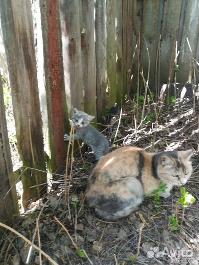Котята в добрые руки