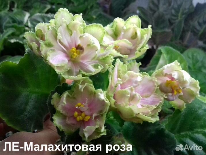 Комнатные фиалки