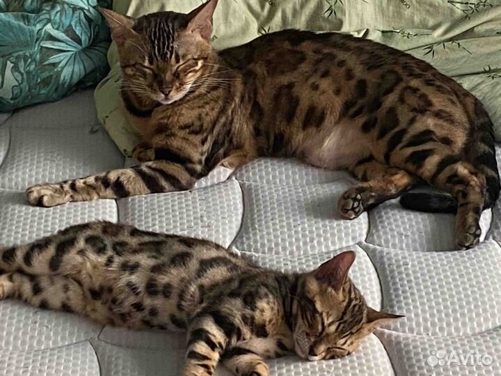 Бенгальская