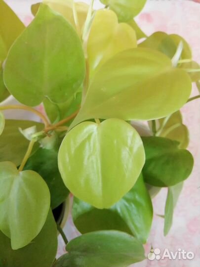Филодендрон лазящий Лимон Лайм