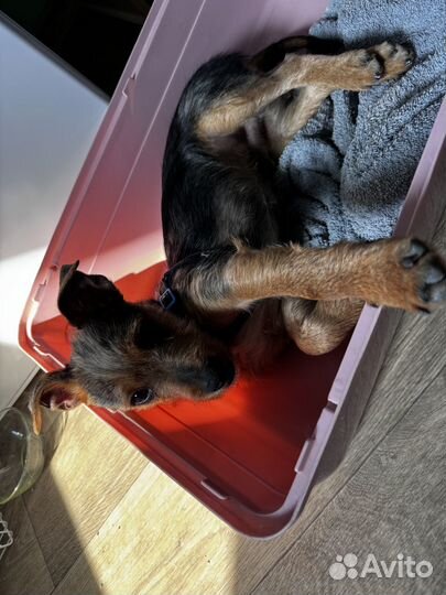 Мальчик метис Йорка и Джека