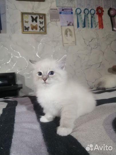 Невская маскарадная девочка