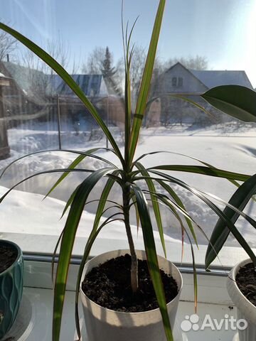 Пальма драцена