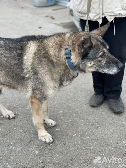 Старушка-Полушка томится в приюте