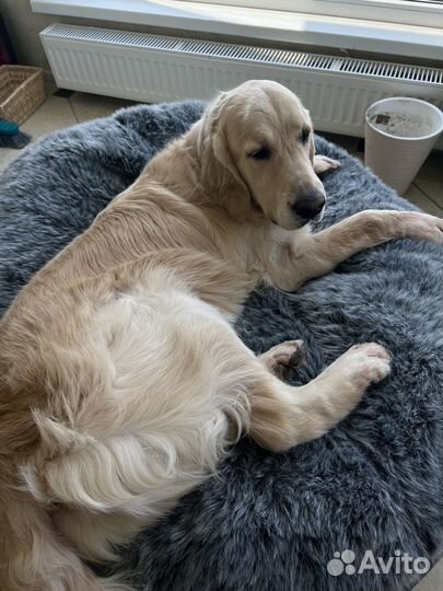 Лежак для больших собак