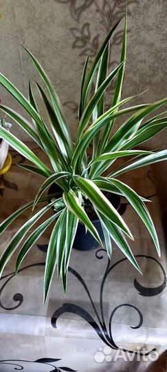 Хлорофитум зеленый.полосатый.кудрявый