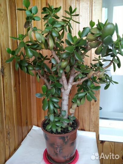 Растения для дома и офиса. Денежное дерево