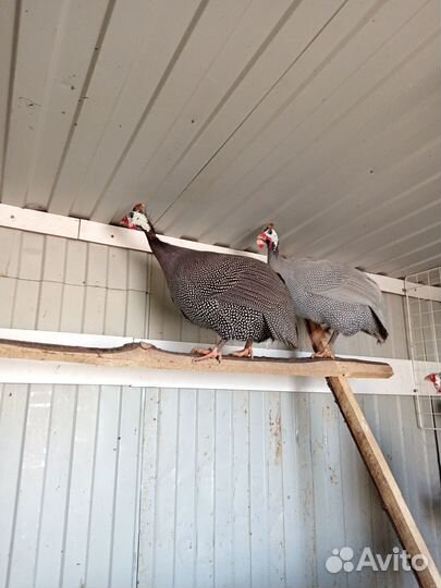 Цесарки самцы