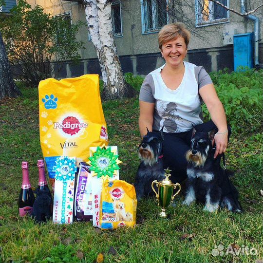 Цвергшнауцер