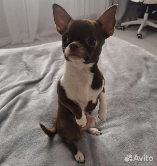 Чихуахуа мини вязка