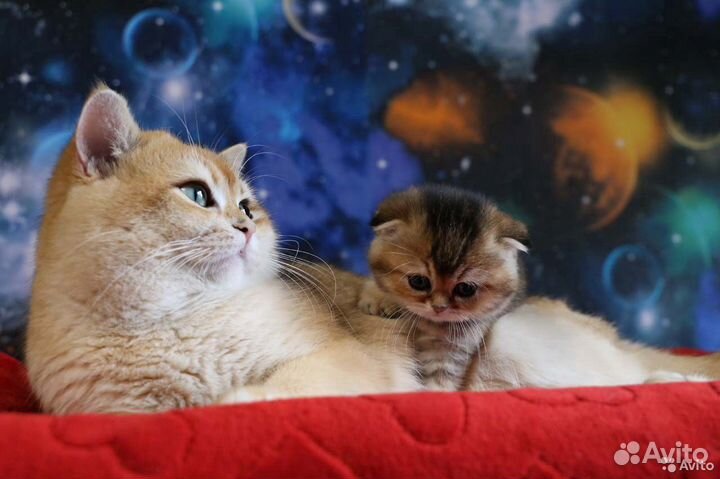 Золотые клубные малыши и кот для вязки