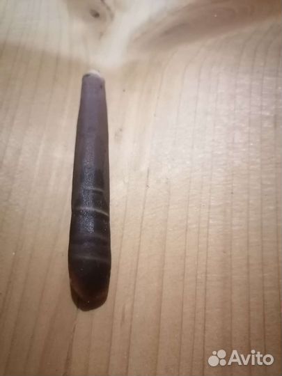 Шип морского ежа 7 см